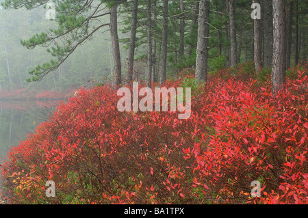 Neblig Herbstlaub in Maine Stockfoto