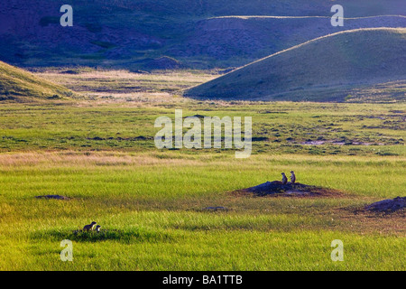 Schwarz angebundene Graslandhunde Cynomys sich in Dog Town entlang der Frenchman River Valley Ecotour Route in den Westen-Block. Stockfoto