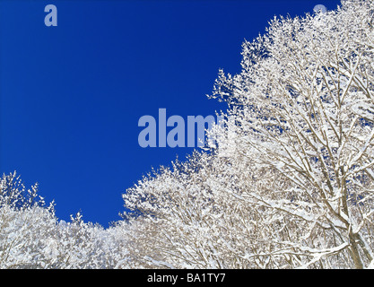 Schneebedeckte Bäume im Winter Stockfoto