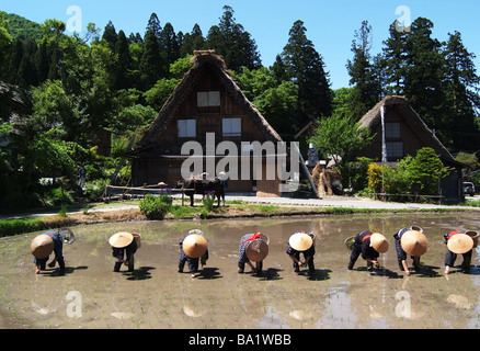 Landwirte im Reisfeld Stockfoto