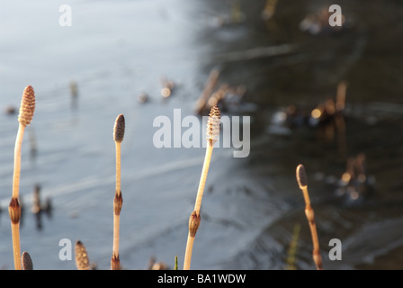 Fruchtbaren Stiele der Schachtelhalm nasse Wiese Gras Stockfoto