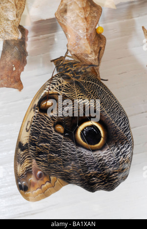 Eule Schmetterling Unterseite zeigt die großen Augenflecken.  Diese Schmetterlinge sind in der Gattung Caligo Stockfoto