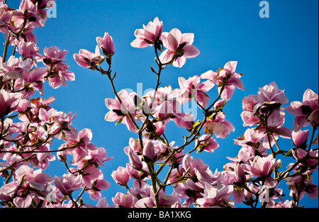 Magnolia Campbellii in Blüte gegen einen tiefen blauen wolkenlosen Himmel Stockfoto