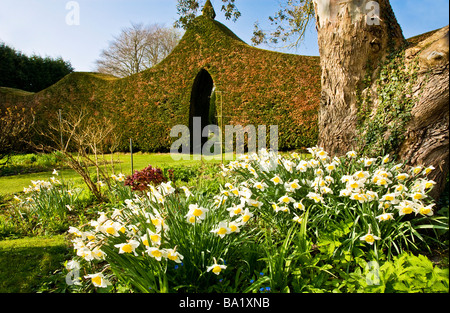 Büschel von Narzissen und die getrimmte Cupressus Leylandii-Hecke zu spaßen Haus Stourton in der Nähe von Warminster Wiltshire England UK Stockfoto