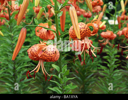 Tiger Lily Blumen wachsen im Sommer Stockfoto