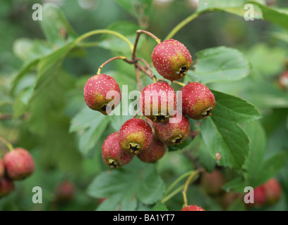 Crataegus Cuneata Beeren auf Weißdorn Baum Stockfoto