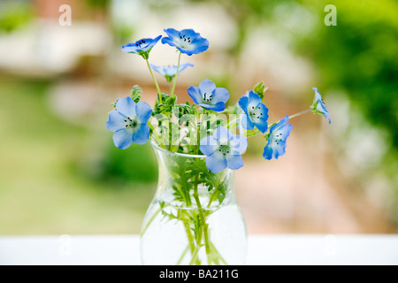 Nemophila Blumen Vase im Garten Stockfoto