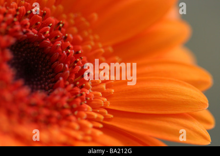 Golden Serena Gerbera Daisy auf grauem Hintergrund Stockfoto