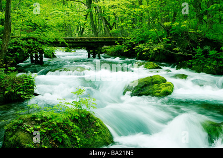 Oirase Stream von Wald in der Präfektur Aomori Stockfoto