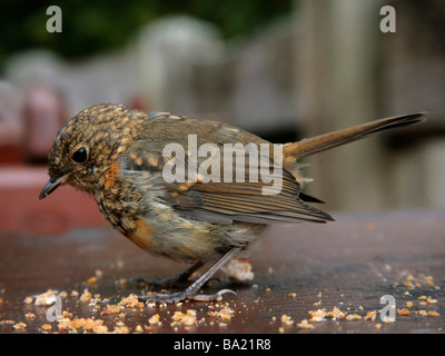 Ein junger junge Robin mit einigen Vogelfutter Stockfoto