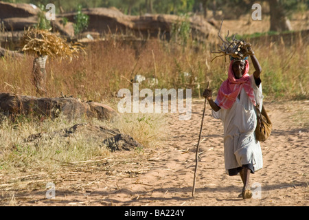 Ältere Dogon Mann tragen Holz auf seinem Kopf in dem Dorf Yendouma in zahlt Dogon in Mali Stockfoto