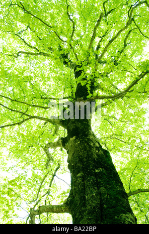 Sonnenstrahlen, die auf der Durchreise Buche Stockfoto