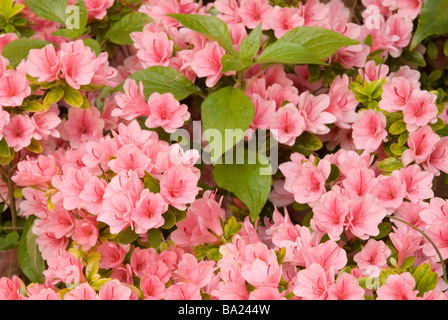 Rhododendron SP "Albert Schweitzer", Azalee, Ericaceae. Stockfoto