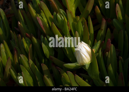 Hottentotten Fig Khoi Edulis aus Südafrika, eingebürgert weit im Süden Europas, Ladispoli, Lazio, Italien Stockfoto