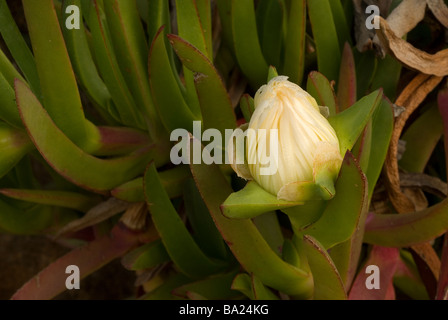 Hottentotten Fig Khoi Edulis aus Südafrika, eingebürgert weit im Süden Europas, Ladispoli, Lazio, Italien Stockfoto