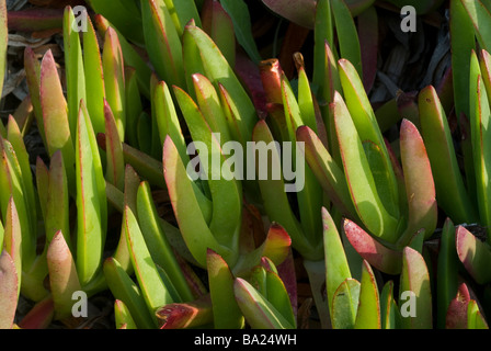 Hottentotten Fig Khoi Edulis aus Südafrika, eingebürgert weit im Süden Europas, Ladispoli, Lazio, Italien Stockfoto