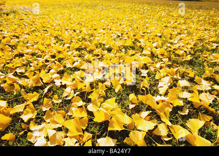 Gelbe Ginkgo Blätter am Boden Stockfoto