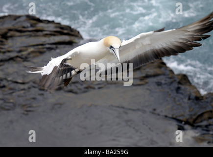 Basstölpel im Flug, Muriwai, Neuseeland. Stockfoto