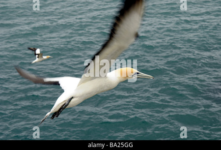 Basstölpel im Flug, Muriwai, Neuseeland Stockfoto