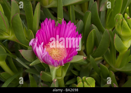 Hottentotten Fig Khoi Edulis Forma Rubescens aus Südafrika eingebürgert weit im Süden Europas, Ladispoli, Lazio, Italien Stockfoto