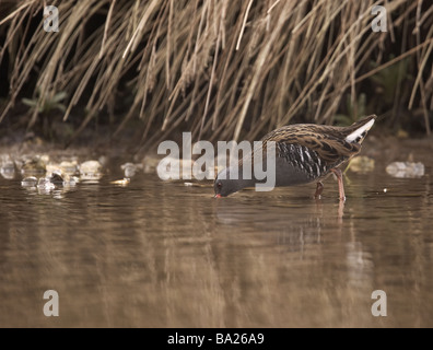 Wasser-Schiene Aquaticus Rallus Vogel Nahrungssuche fotografiert auf Millington Teich die Wolds East Yorkshire UK Stockfoto