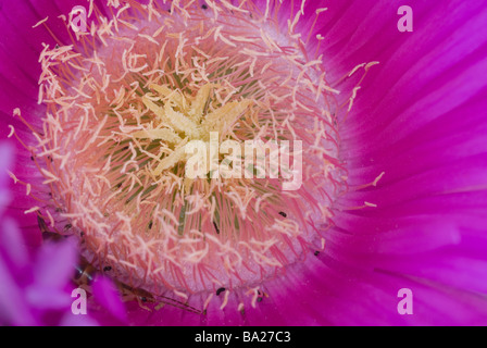 Hottentotten Fig Khoi Edulis Forma Rubescens aus Südafrika eingebürgert weit im Süden Europas, Ladispoli, Lazio, Italien Stockfoto