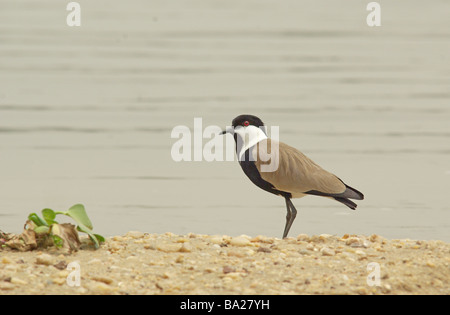 Geflügelten Sporn Kiebitz - Vanellus spinosus Stockfoto