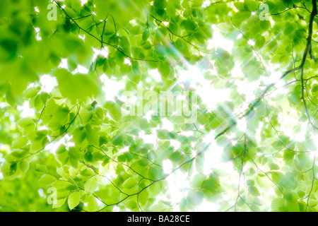 Sonnenstrahlen, die auf der Durchreise Buche Stockfoto