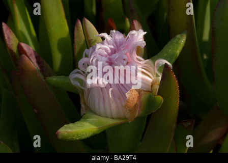 Hottentotten, Feigen, Khoi Edulis, Rubescens, Mittagsblumengewächsen aus Südafrika weithin eingebürgert in Süd-Europa, Ladispoli, Italien Stockfoto