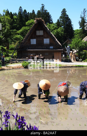 Landwirte im Reisfeld Stockfoto