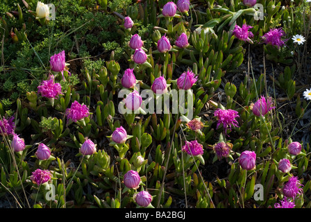 Hottentotten Fig, Khoi Edulis, Forma Rubescens, aus Südafrika, weithin eingebürgert in Süd-Europa, Ladispoli, Italien Stockfoto