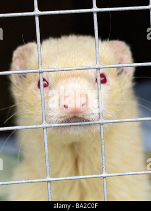 Albino red eyed Frettchen in einem Käfig Stockfoto