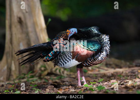 PFAUENTRUTHUHN (Agriocharis Ocellata) bedrohte Arten. Tikal Maya Ruinen, Guatemala, Mittelamerika Stockfoto