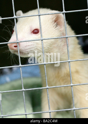 Albino red eyed Frettchen in einem Käfig Stockfoto