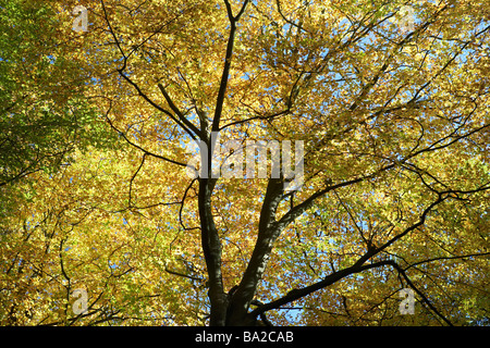 Baumkronen im Herbst Stockfoto