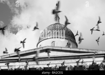 Vögel fliegen vor der National Gallery, London, England Stockfoto