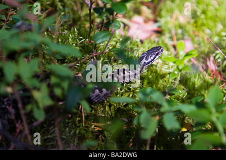 Viper Onmoss zu legen. Stockfoto