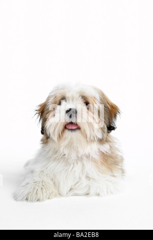 Lhasa Apso liegend Stockfoto