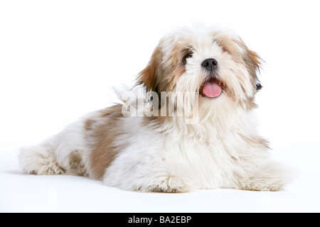 Lhasa Apso Hund liegend Stockfoto