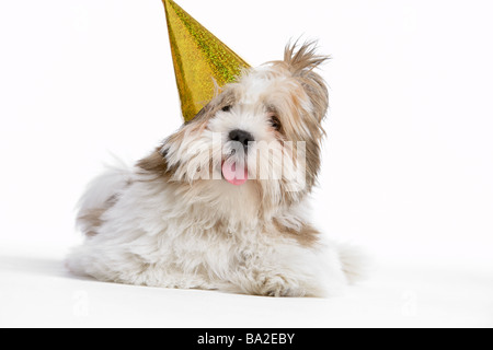 Lhasa Apso Hund liegend Stockfoto