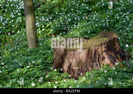 Frühling: Anemone Blumen umgeben Baum Baumstumpf im Wald Stockfoto