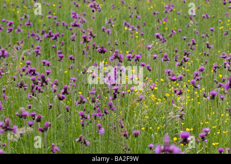 Wiese voller lila gefiederten Blüten, Cirsium rivulare Stockfoto