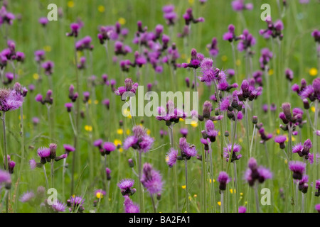 Wiese voller lila gefiederten Blüten, Cirsium rivulare Stockfoto