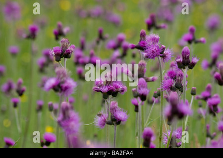 Wiese voller lila gefiederten Blüten, Cirsium rivulare Stockfoto