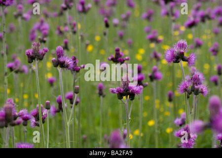 Wiese voller lila gefiederten Blüten, Cirsium rivulare Stockfoto