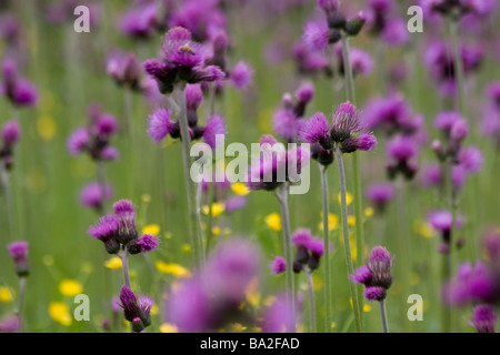 Wiese voller lila gefiederten Blüten, Cirsium rivulare Stockfoto