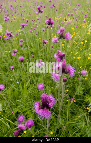 Wiese voller lila gefiederten Blüten, Cirsium rivulare Stockfoto