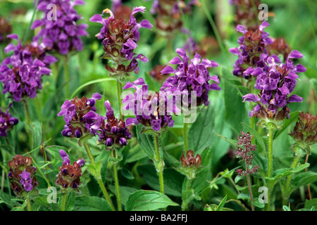 Gemeinsame Selfheal (Prunella Vulgaris), Blüte stand Stockfoto