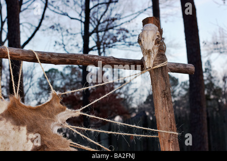 Rehe verstecken Vorbereitung in der Powhatan Indianerdorf in Jamestown Regelung Williamsburg Virginia Stockfoto