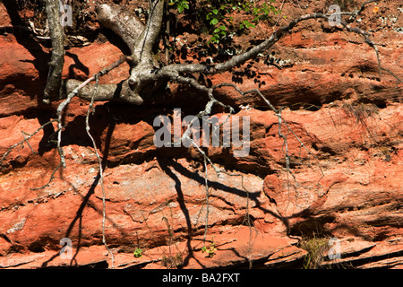 Kiefern Wurzeln über rote Stein Klippe. Stockfoto